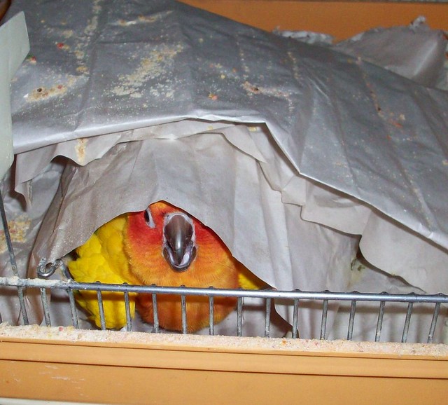 parrot search and rescue