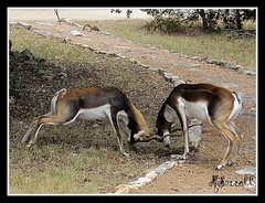 Deer and Antelope Roaming (Texas)