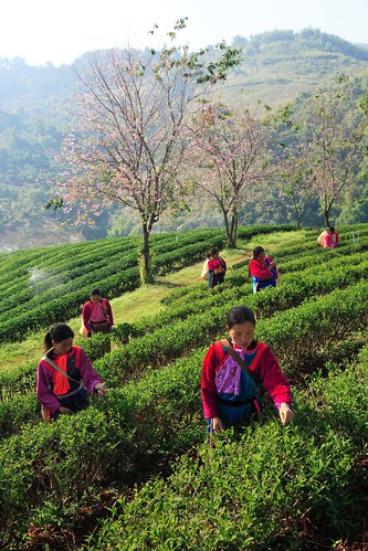 Chiang Rai Tea Plantation, which you can visit during a northern Thailand tour
