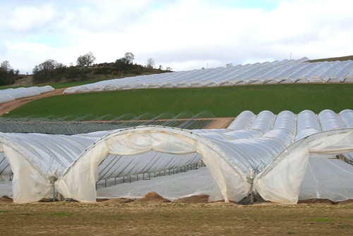 Poly tunnels in spring