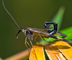 Mecoptera, Scorpionflies And Earwigs