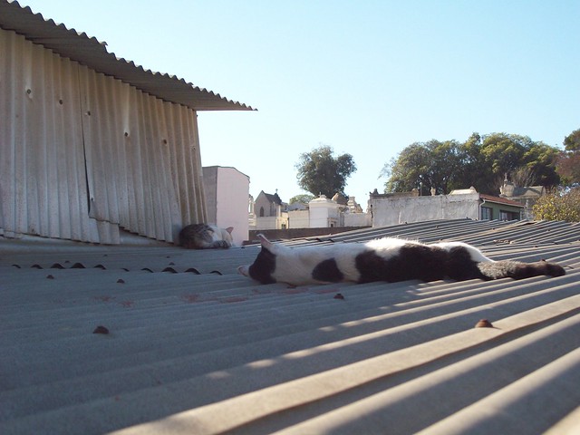 cats on a hot steel roof