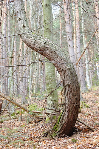 Tree, curved