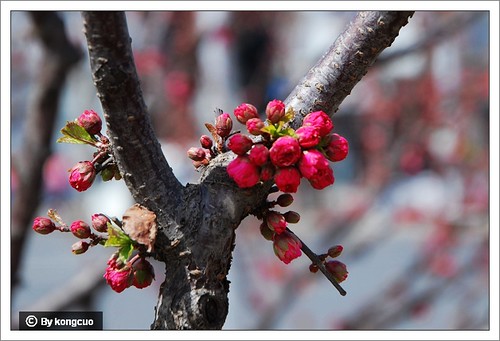【图】蔷薇科桃属榆叶梅