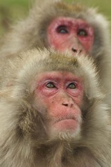 Japanese Macaques.-Snow Monkeys