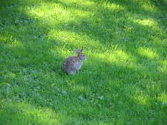 Neighborhood Rabbits