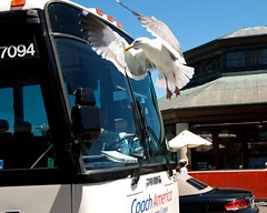 Bus and seagull