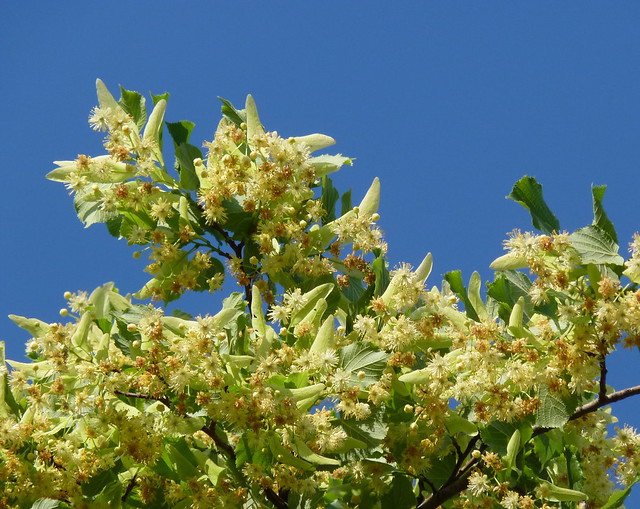 "Tilia platyphyllos" flowers (Large-leaved Linden)