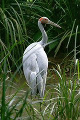 Gruidae - Cranes