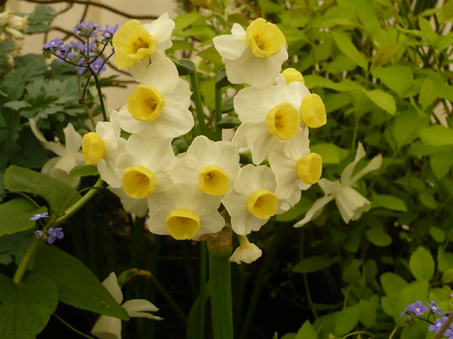 Daffodil selection