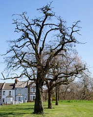 Trees in Plumstead