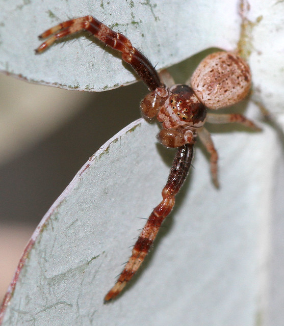 Wood bugs spray, spiders long front legs, live mice