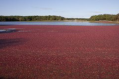 20101009 - Cranberry Harvest