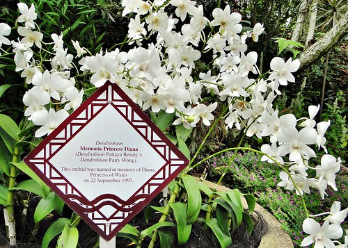 Orchid - Dendrobium Memoria Princess Diana