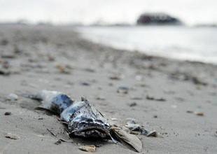 A dead fish lies on the beach in Pass Christian, Mississippi as the gulf coast is still threatened by the oil spill from the BP Deepwater Horizon platform disaster.  by Pan-African News Wire File Photos