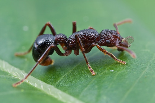 Gnamptogenys sp. ant..IMG_0281 copy