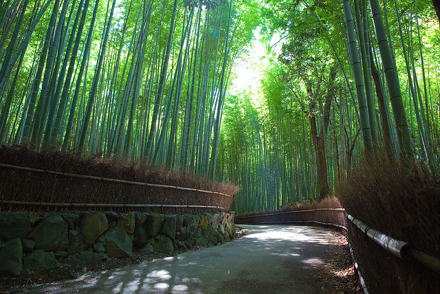 Sagano Bamboo forest, Arashiyama, Kyoto