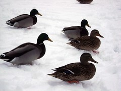 Duck & Goose / Canard & Oie