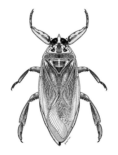 Belostomatidae cucaracha de agua