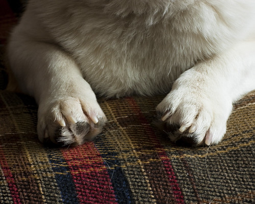 Short Paws