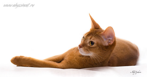 Abyssinian cat Pippi - on white