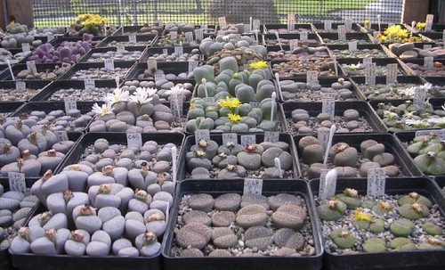 Part of my lithops 12 by haworthiaplanet