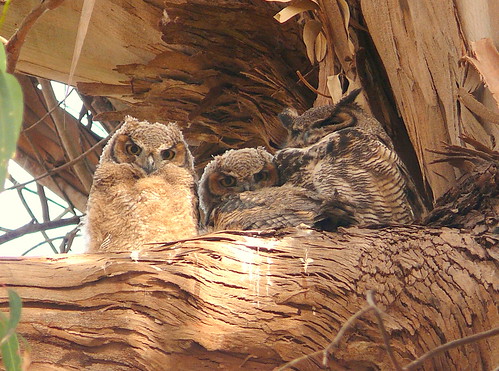 Great Horned Owl Family-Explore #73 5/26/10