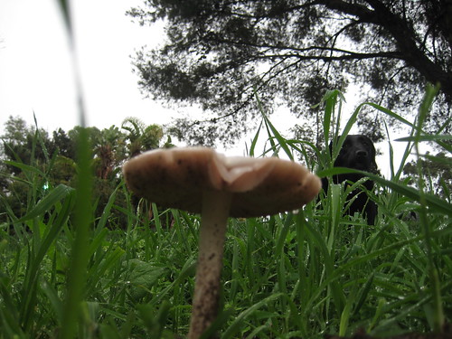 maisie and the mushroom