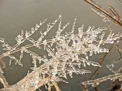 Ice-coated grass