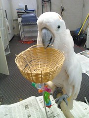 parrot rescue