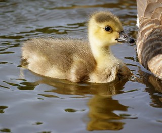 Baby Goose (Canada Gosling)