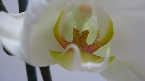 orchidee 2010 010