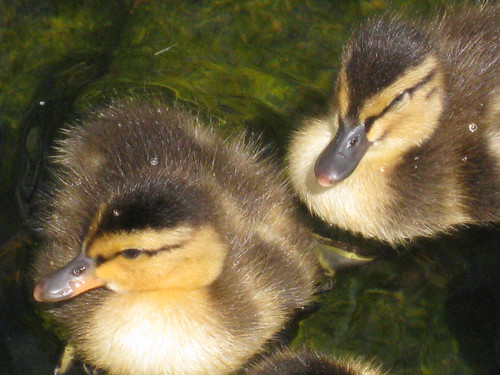 4478 Ducklings
