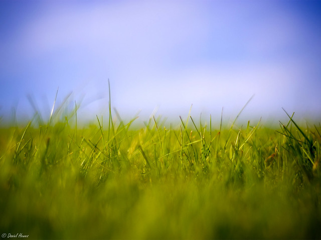 Grass Macro 1600x1200