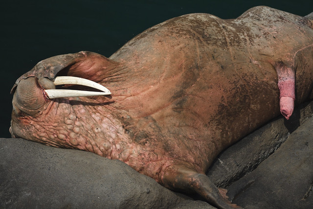 Pacific Walrus Odobenus rosmarus divergens male showing an erect penis