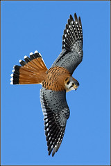 Falcon (Kestrel)