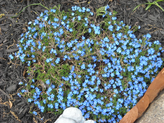 Ground Cover With Blue Flowers 64