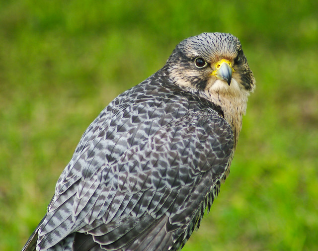 Hybrid Peregrine
Falcon