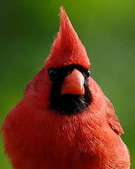 2010 Cardinals