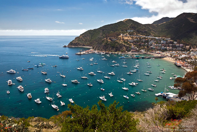Download this Catalina Island picture