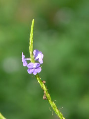 Verbena / Verbenaceae