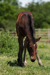 Young foal.