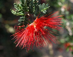 Flower pictures in Arizona