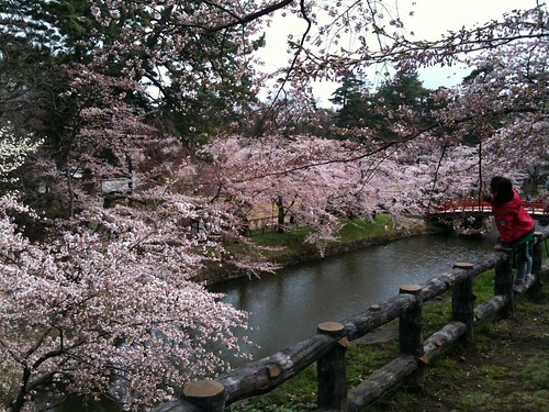 Cherry blossom at Hirosaki Castle
