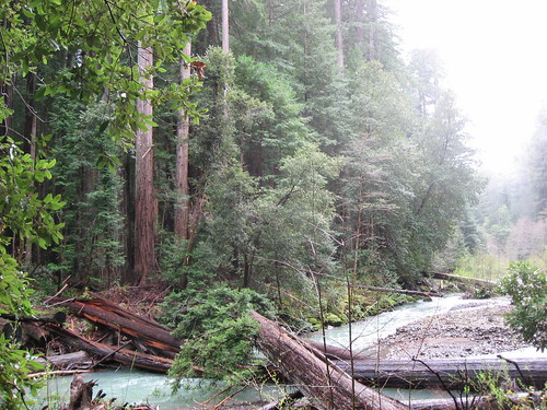 Redwoods at River's Edge