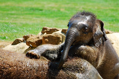 Whipsnade Zoo 22.05.10