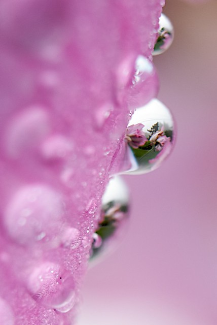 Water drops on gladiola