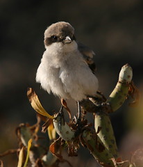 Fuertaventura Birds