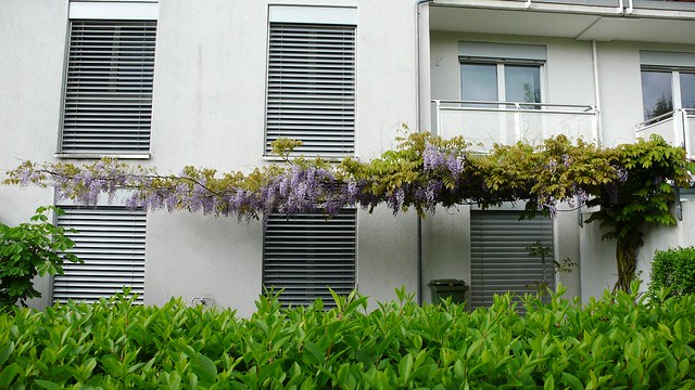 The wisteria in the front garden