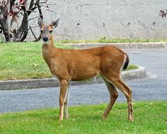 2010-06-20 Chatham Island Deer Crossing